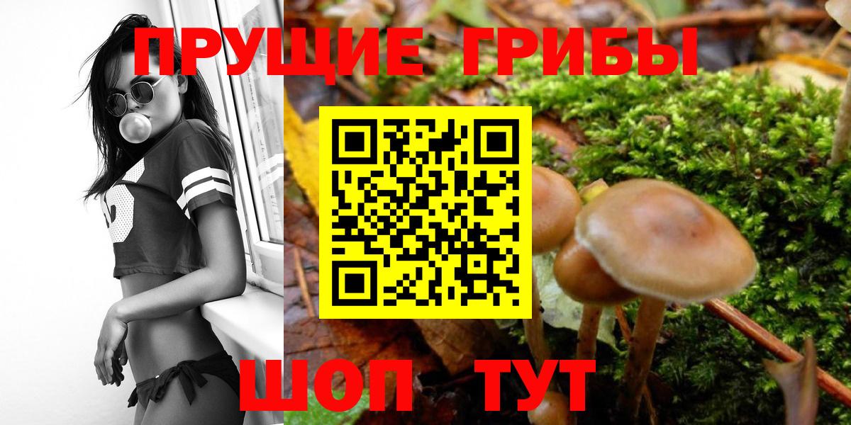 Псилоцибиновые грибы мицелий Изобильный